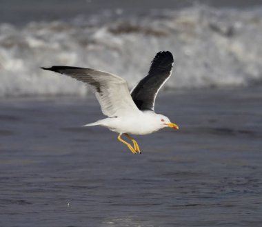 küçük kara sırtlı martı larus fuscus