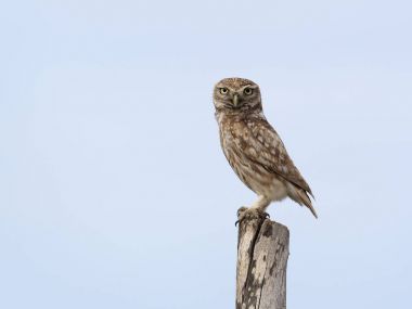 Kukumav, athene noctua   