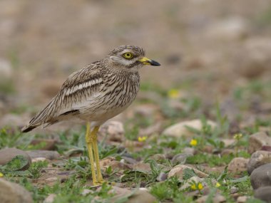 Stone curlew, Burhinus oedicnemus  clipart