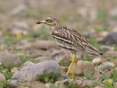 taş kocagöz, burhinus oedicnemus 