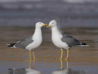 Sarı bacaklı martı larus cachinnans