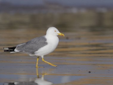Sarı bacaklı martı larus cachinnans