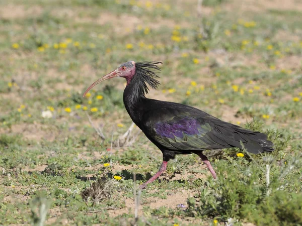 Nördlicher Kahler Ibis oder Waldrapp, geronticus eremita — Stockfoto