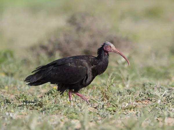 Βόρεια bald ibis ή waldrapp, geronticus ερημίτης — Φωτογραφία Αρχείου