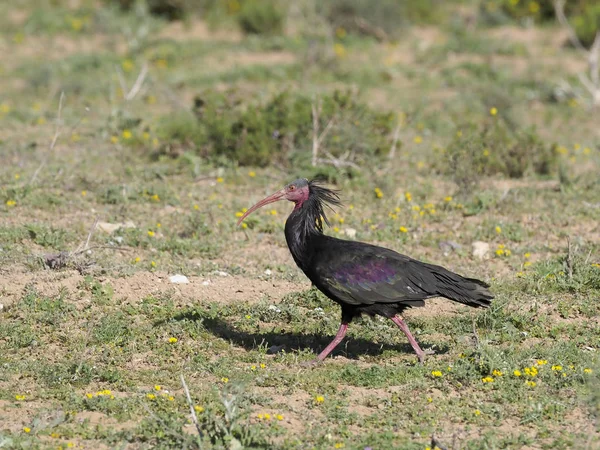 Northern Bald ibis or Waldrapp, Geronticus eremita — Stock Photo, Image