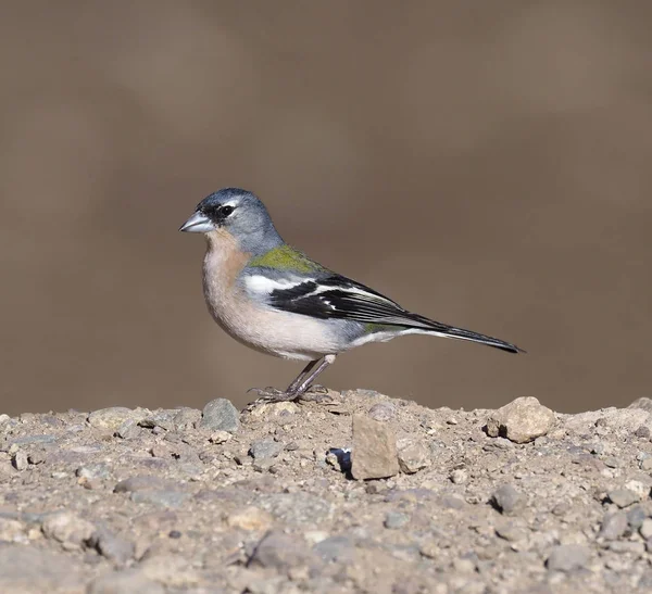 Chaffinch, Fringilla coelebs africana — Stockfoto