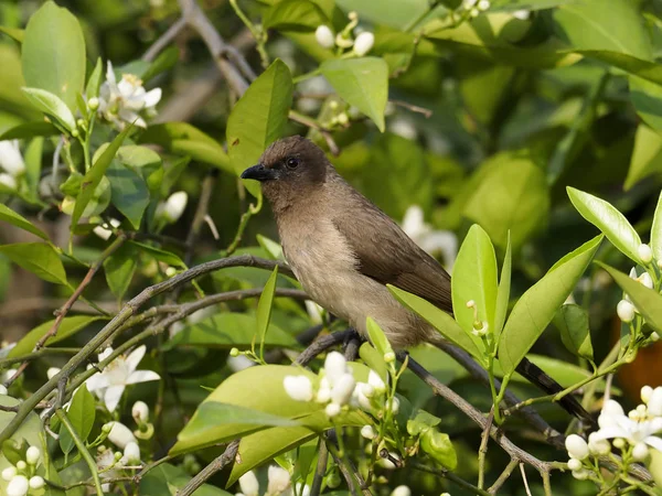 Bulbul común, Pycnonotus barbatus — Foto de Stock