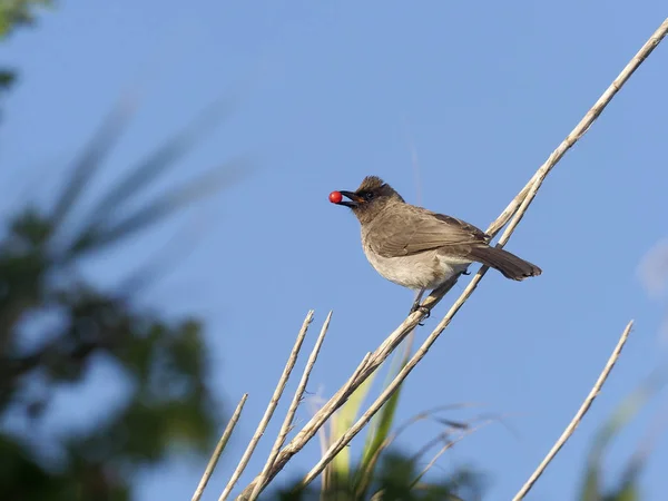 Bulbul comune, Pycnonotus barbatus — Foto Stock