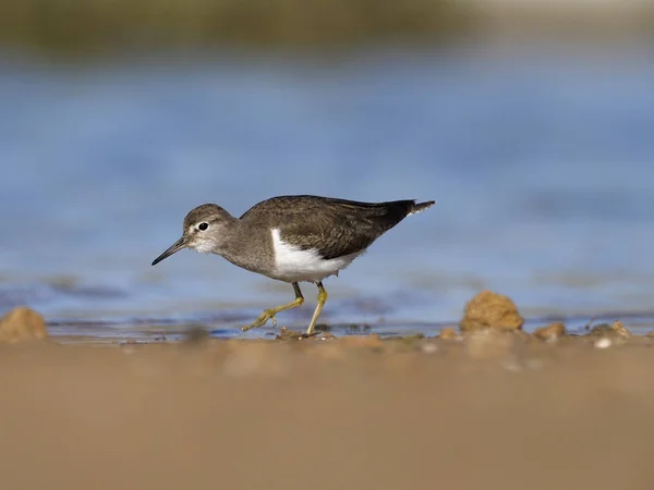 Wasserläufer, tringa hypoleucos — Stockfoto