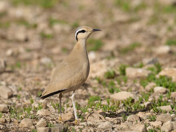 Crèmekleurige grovere, Vogelbescherming cursar — Stockfoto