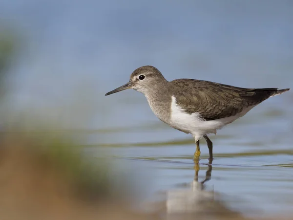 Sandpiper comum, Tringa hypoleucos — Fotografia de Stock