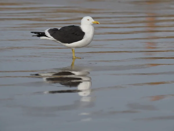 Małopolskie mewa siodłata, larus fuscus — Zdjęcie stockowe