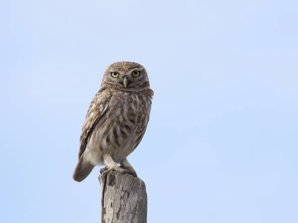 Little owl, Athene noctua — Stockfoto