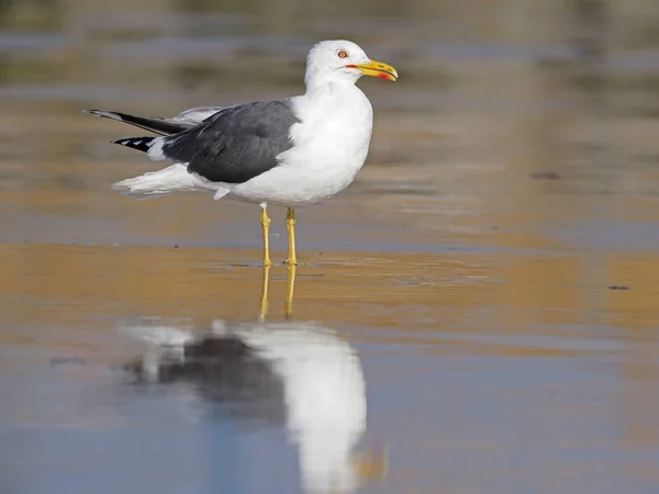 Mindre svart-backed gull, larus fuscus — Stockfoto