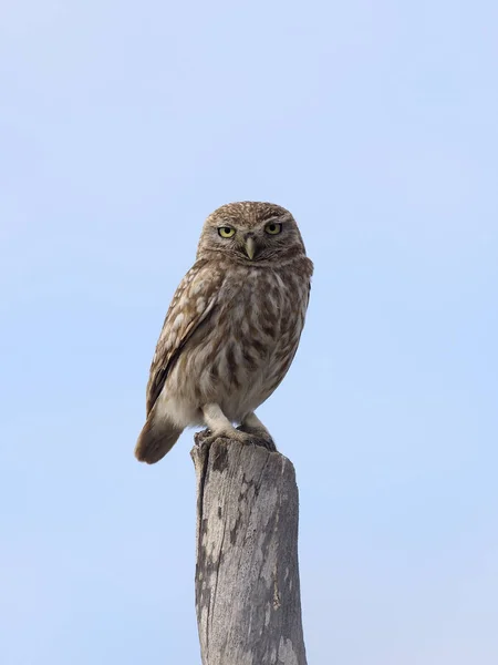 Little owl, Athene noctua — Stockfoto