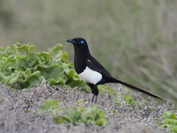 Ekster, Pica pica mauritanica — Stockfoto