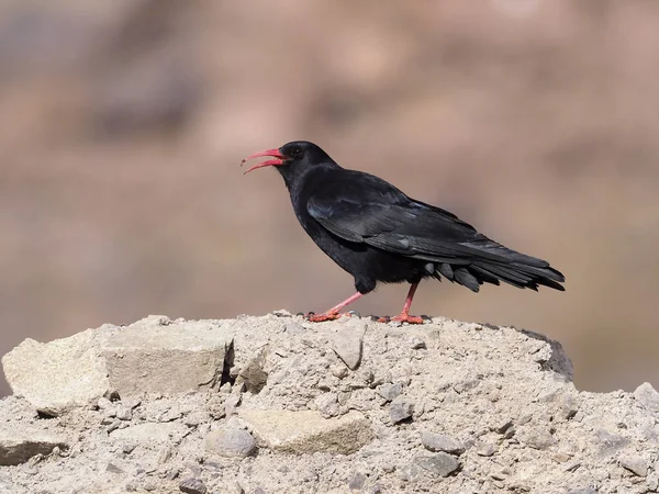 Massa de bico vermelho, Pyrrhocorax pyrhocorax — Fotografia de Stock