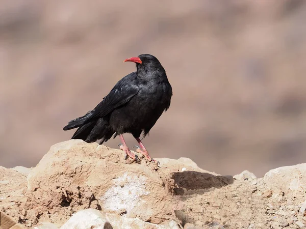 Tos de pico rojo, Pyrrrhocorax pyrrhocorax — Foto de Stock