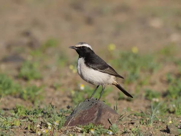 Red-rumped tapuit, Oenanthe moesta — Stockfoto