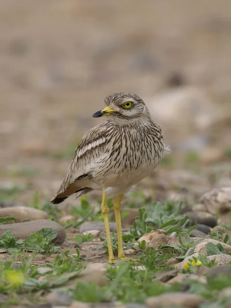 Каменный кудряш, Burhinus oedicnemus — стоковое фото