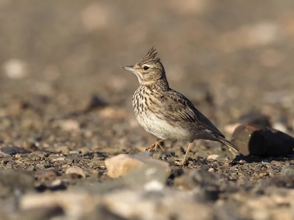 Thekla lark, Galerida theklae erlangeri — Stockfoto