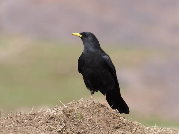 黄色請求ベニハシ ガラスまたは Pyrrhocorax graculus キバシガラス — ストック写真