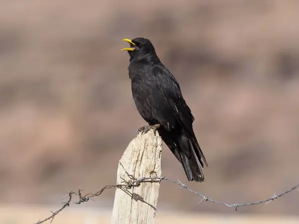 Tos de pico amarillo o alpino, Pyrrrhocorax graculus — Foto de Stock