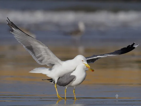 Gul-legged gull, larus cachinnans — Stockfoto