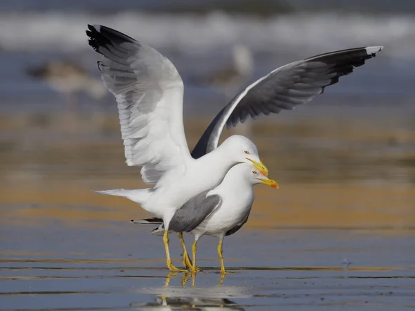 Gaviota de patas amarillas, Larus cachinnans —  Fotos de Stock