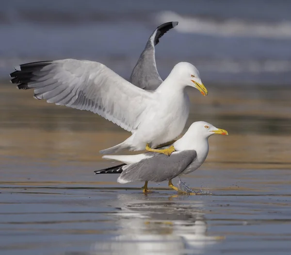 Mouette à pattes jaunes, Larus cachinnans — Photo