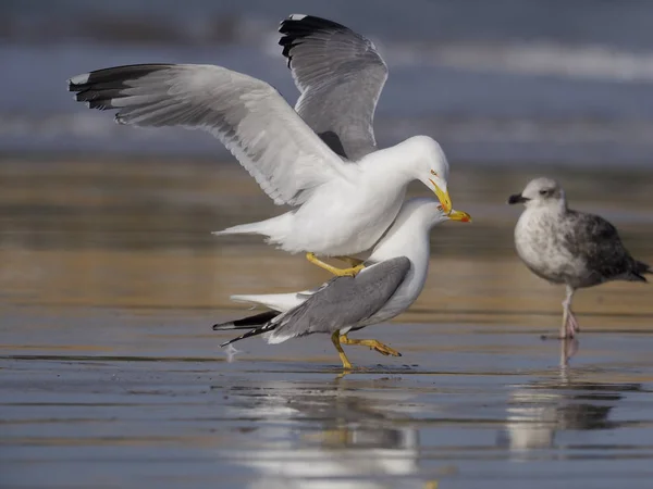 Gaviota de patas amarillas, Larus cachinnans — Foto de Stock