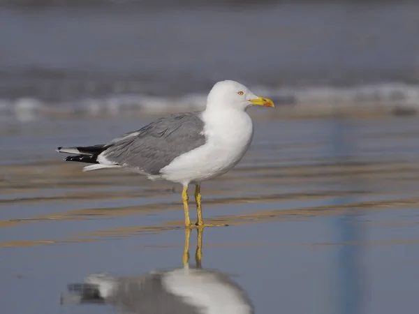 Gul-legged gull, larus cachinnans — Stockfoto