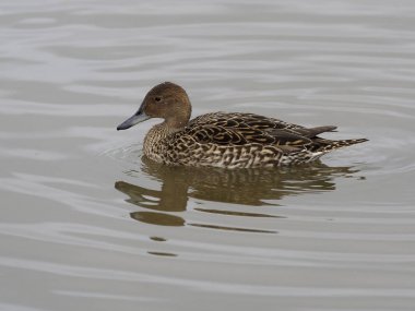 Kuzey Kılkuyruk, anas acuta