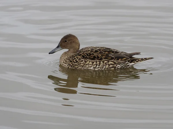 Norte de Pintail, Anas acuta — Foto de Stock