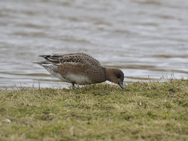 Wigeon, Anas pénélope — Photo