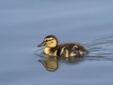 yeşilbaş, anas platyrhynchos   