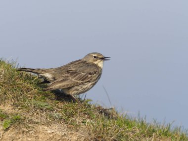 Kaya incir kuşu, anthus petrosus             