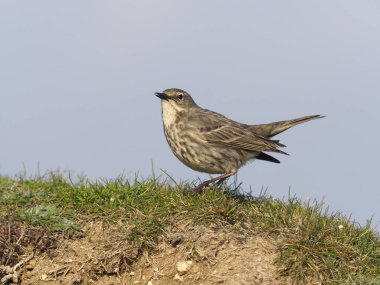 Kaya incir kuşu, anthus petrosus             