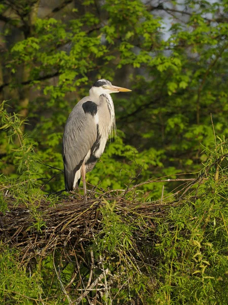 Garza Gris. Ardea cinerea —  Fotos de Stock