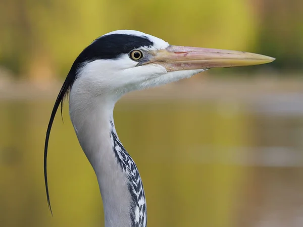 Grey heron. Ardea cinerea — Stock Photo, Image