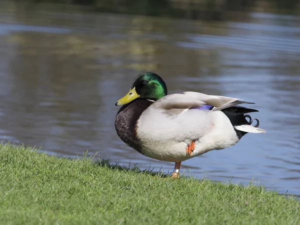 Wilde eend, anas platyrhynchos — Stockfoto