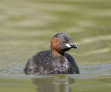 Küçük batağan veya dabchick, tachybaptus ruficollis
