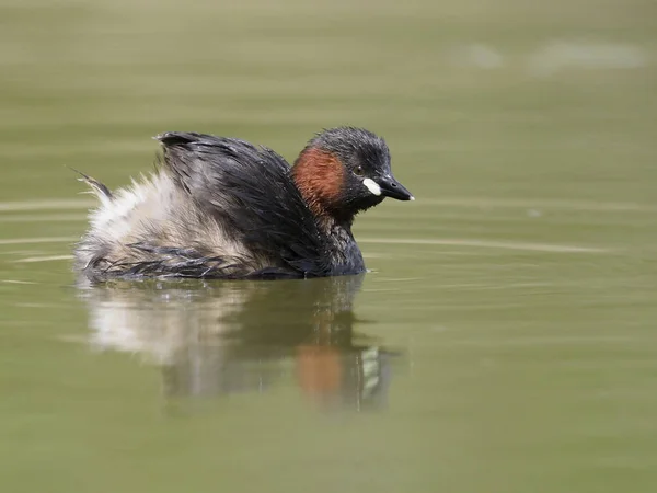 Küçük batağan veya dabchick, tachybaptus ruficollis — Stok fotoğraf