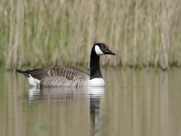 加拿大鹅，Branta canadensis — 图库照片