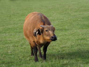 Afrika orman bufalosu, Syncerus caffer nanus