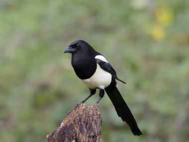 Magpie, pika pika