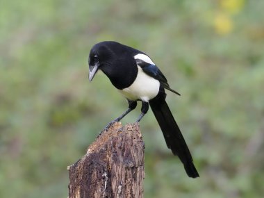 Magpie, pika pika