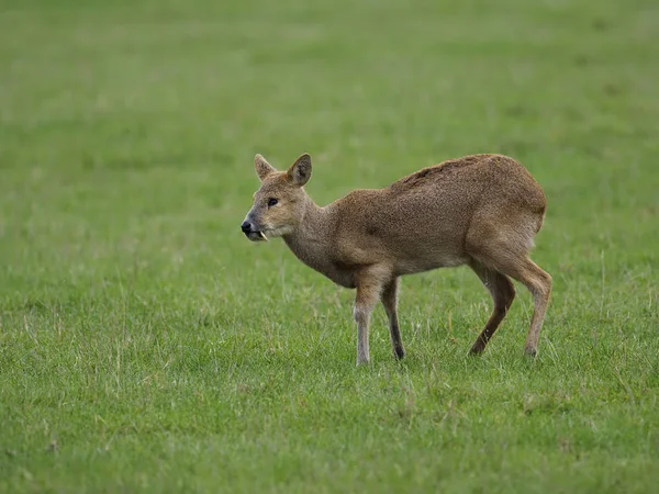 Chinese water deer, Hydropotes inermis — Stock Photo, Image