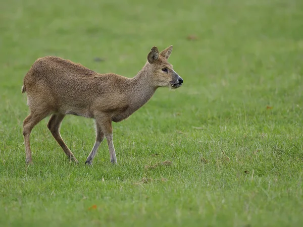 Chinese water deer, Hydropotes inermis — Stock Photo, Image
