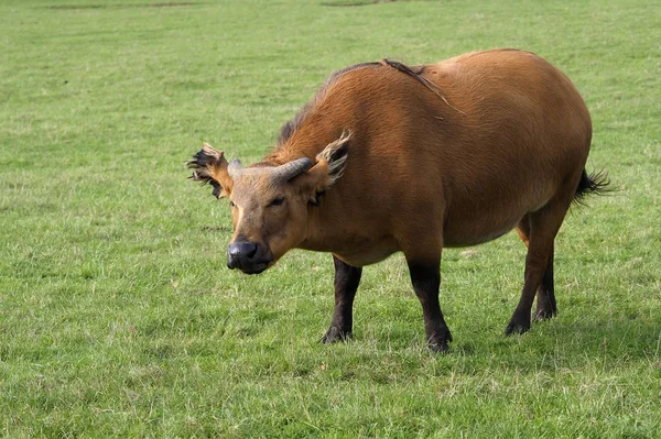 Afrikanischer Waldbüffel, Syncerus caffer nanus — Stockfoto